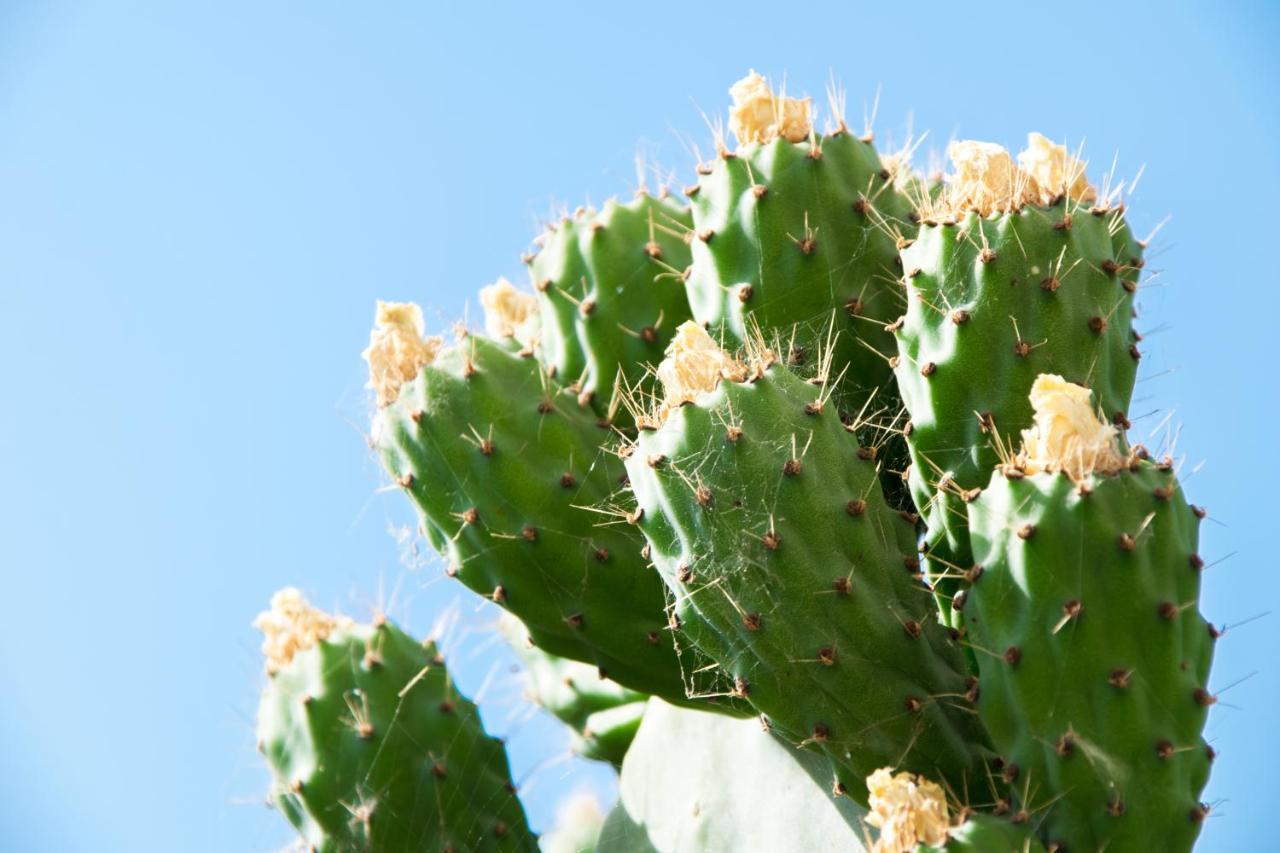 The Prickly Pear Apartment Chrissi Akti Chania Exterior foto